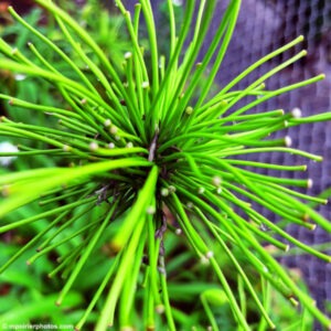 Equisetum telmateia in Hawaï